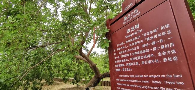 花宫京子小马拉大车 我们总赞美“大力出奇迹”