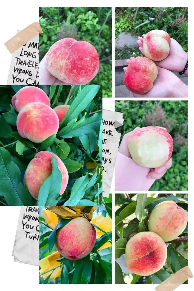 在线观看的免费视频海报