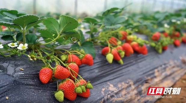 母狗园官网海报